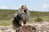 SPITZ ALLEMAND 033